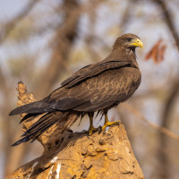 Yellow-billed Kite